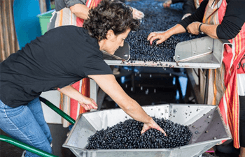 Château La Rose Figeac